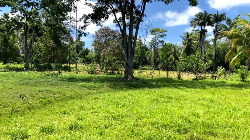 A level area bordered by tall trees and natural surroundings, ideal for sustainable eco-projects.