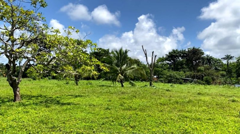 Level land bordered by tall trees and natural surroundings, perfect for sustainable eco-projects.