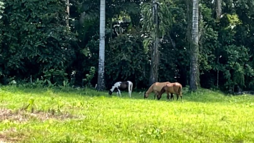 orses, sloths, and capuchin monkeys inhabit the natural areas adjacent to your eco-friendly projects.