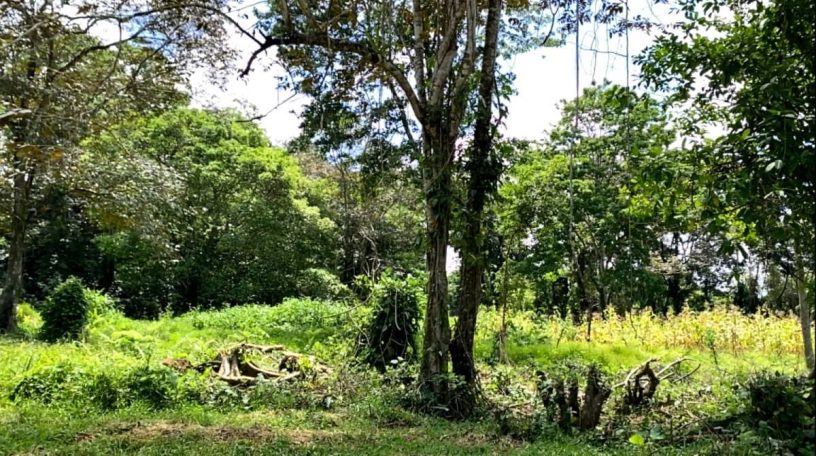 Flat terrain surrounded by tall trees, thriving flora, and local wildlife, perfect for sustainable eco-development.