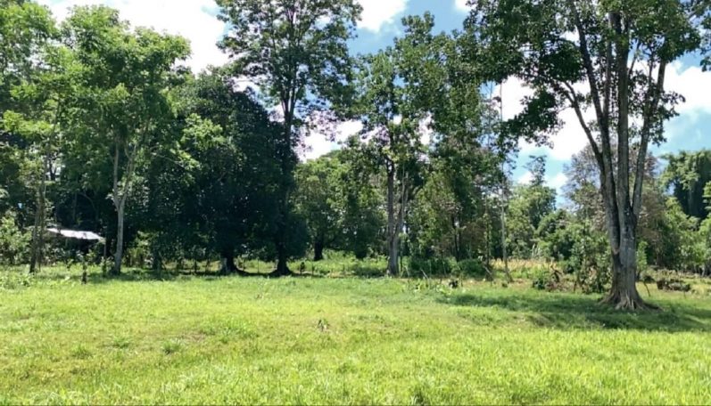 Wildlife & Birdwatching – Flat area beside tall trees, perfect for observing local wildlife and enjoying immersive nature experiences.