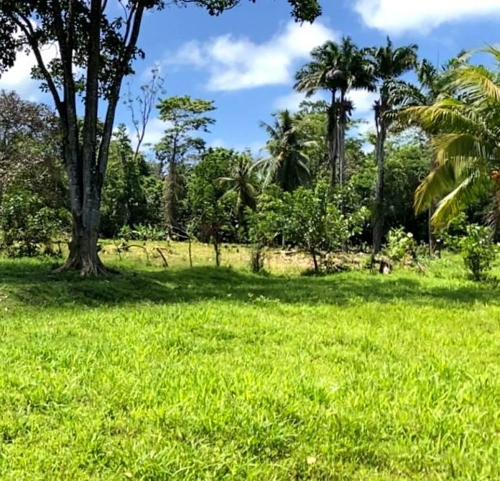 Another flat area with tall trees, local wildlife, and rich birdlife ideal for nature immersion and birdwatching experiences.