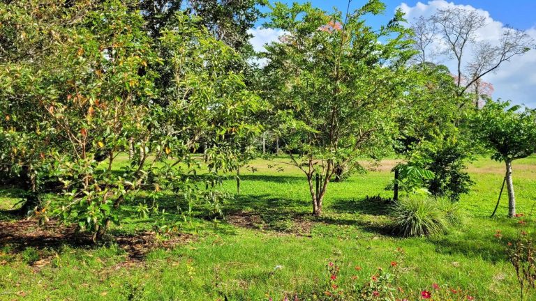 Local fruit trees growing naturally on the property, supporting biodiversity, self-sufficiency, and a true connection to the land.
