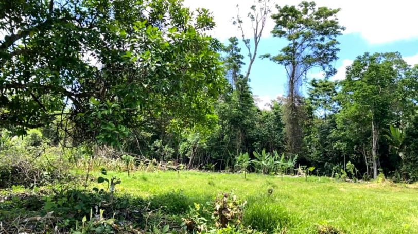 Flat terrain along the forest edge, perfect for eco-friendly development with immersive natural views.