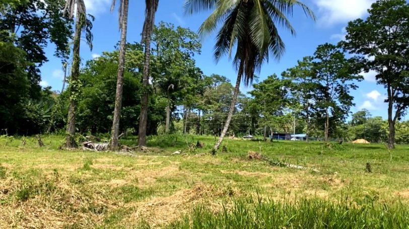 Another wide, flat section on Route 36, surrounded by tall trees, vibrant flora, and abundant wildlife—perfect for eco-friendly development.