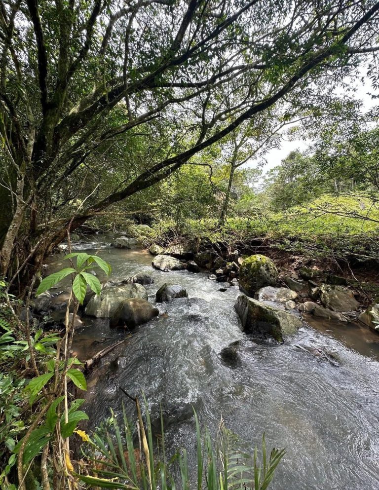 The Río Limoncito flows along the property: ideal for fishing and light outdoor activities in a peaceful natural setting.