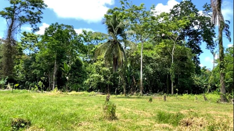 Level land adjoining the forested area, combining build-ready space with natural surroundings.