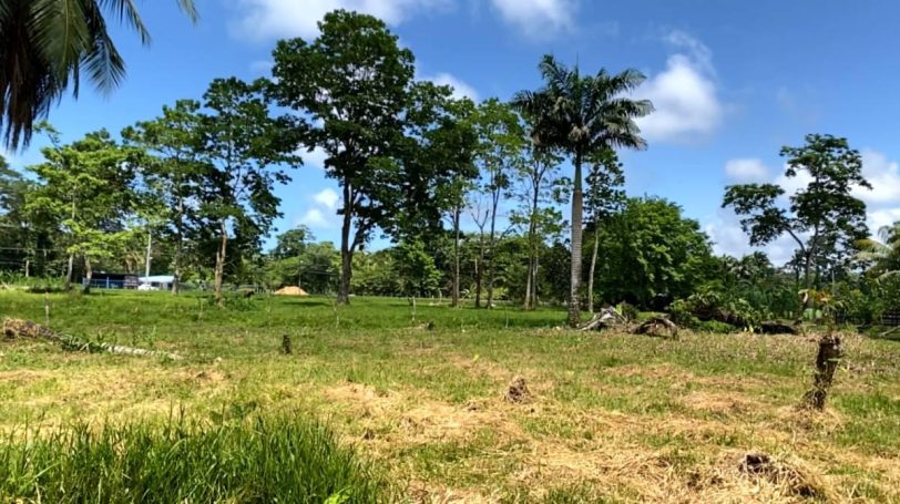 Spacious flat area along Route 36, with tall trees, thriving local flora, and rich wildlife—ideal for sustainable development.