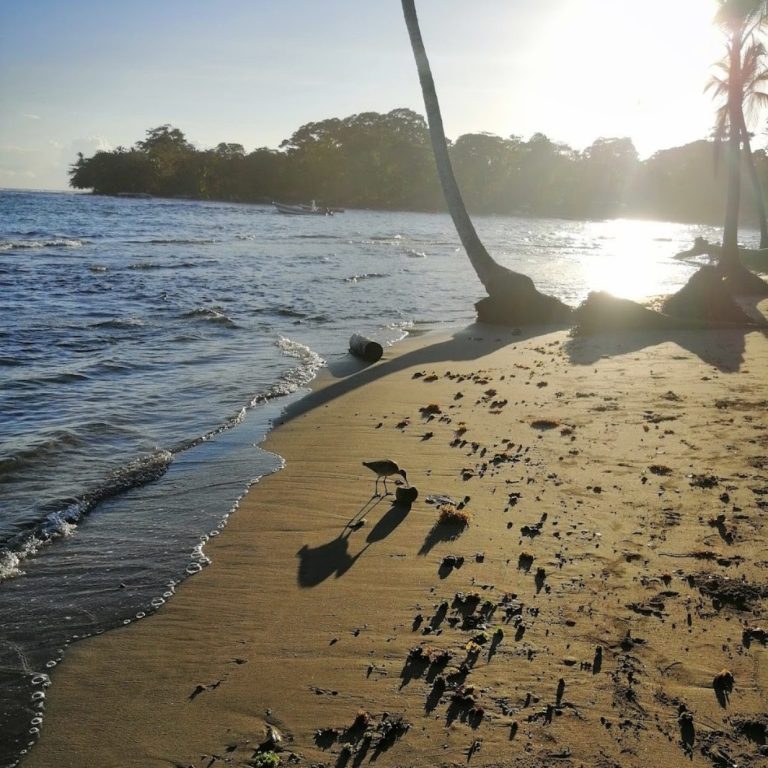Picture-perfect beaches with crystal-clear waters, ideal for surfing, relaxing, and soaking in Puerto Viejo’s vibrant Caribbean atmosphere.