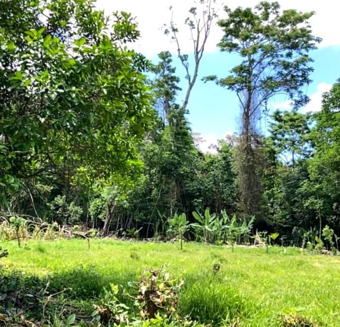 From the flat terrain, the landscape gently transitions into a rich forested area, revealing depth, biodiversity, and natural continuity.